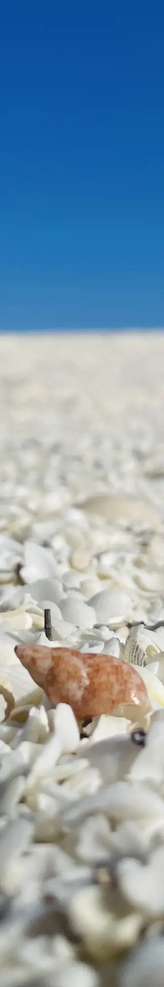 Weiterreise mit Halt am «Shell Beach»